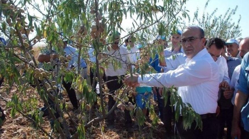 Adıyaman&rsquo;da Badem Hasadı Başladı