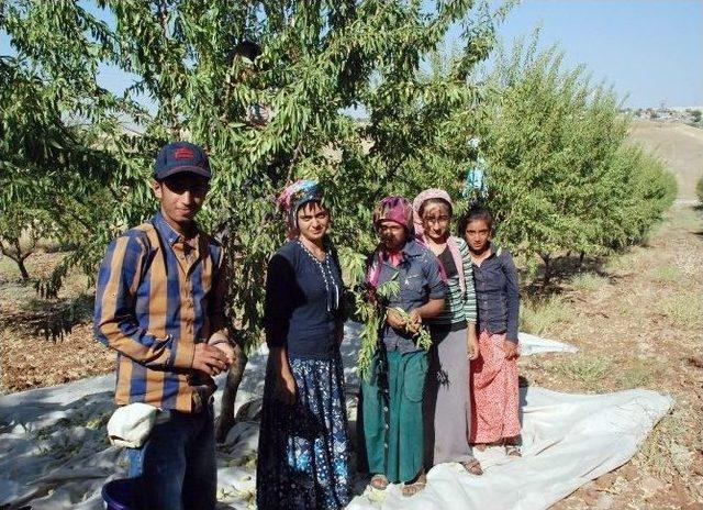 Adıyaman’da Badem Hasadı Başladı