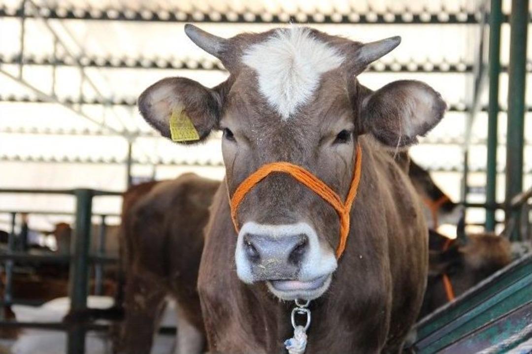 (&ouml;zel Haber) Ter&ouml;r Olayları Batıdaki Hayvan Pazarlarını Etkiledi