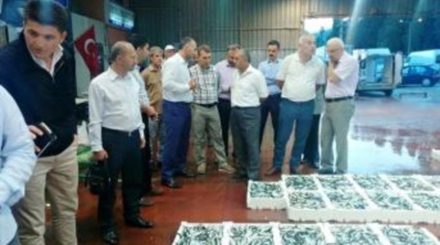 Kocaeli Balık Halinde Bereket Var