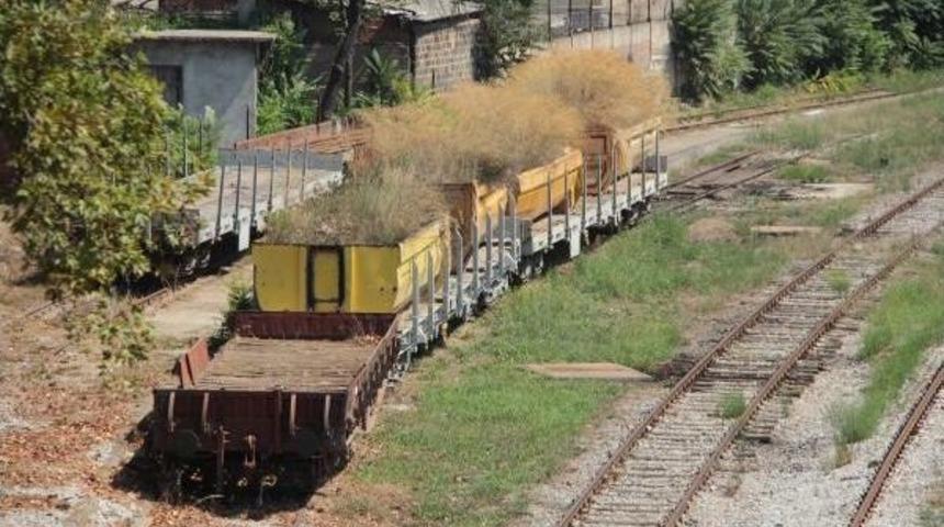 Bir Zamanlar İstanbul'un Y&uuml;k&uuml;n&uuml; &Ccedil;eken Vagonlarda Ot Bitti