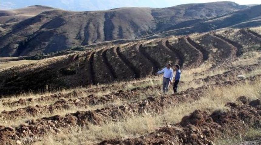 Kop Dağı 340 Bin Fidanla Yeşillendirilecek