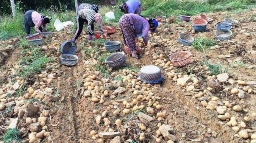 Yaylada Patates Hasadı Başladı