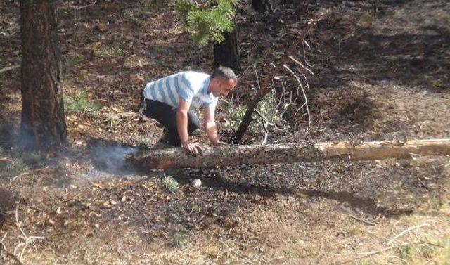 Sigara Izmaritinden Çıkan Yangında 1000 Ağaç Zarar Gördü