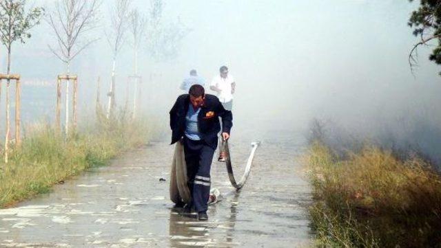 Sigara Izmaritinden Çıkan Yangında 1000 Ağaç Zarar Gördü