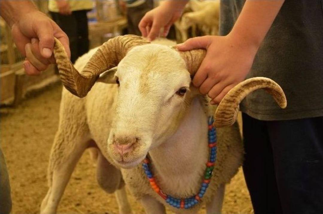 (&ouml;zel Haber) Pazarda Kurbanlık &Ccedil;ok, Alıcı Yok
