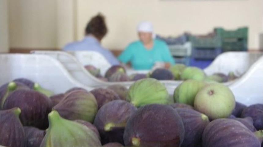 (&ouml;zel Haber) Siyah İncir &Uuml;reticinin Y&uuml;z&uuml;n&uuml; G&uuml;ld&uuml;rmeye Devam Ediyor