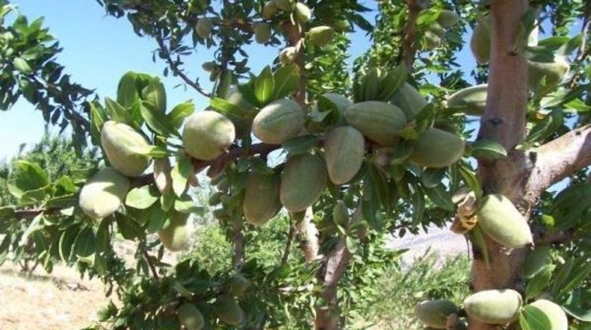 Badem Hasadı &Ccedil;ift&ccedil;inin Y&uuml;z&uuml;n&uuml; G&uuml;ld&uuml;rd&uuml;
