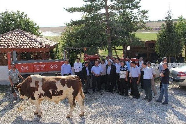 (özel Haber) Otomobil Fiyatına Kurbanlık Boğa