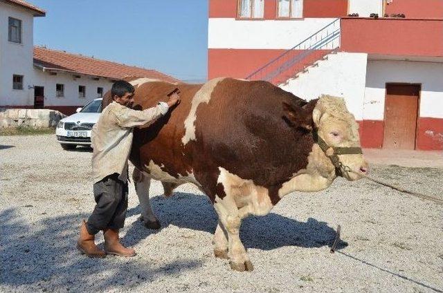 (özel Haber) Otomobil Fiyatına Kurbanlık Boğa