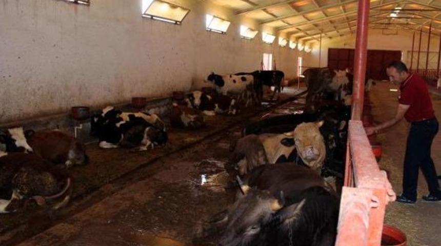 Kurbanlıklar, Satışa &Ccedil;ıkarıldı