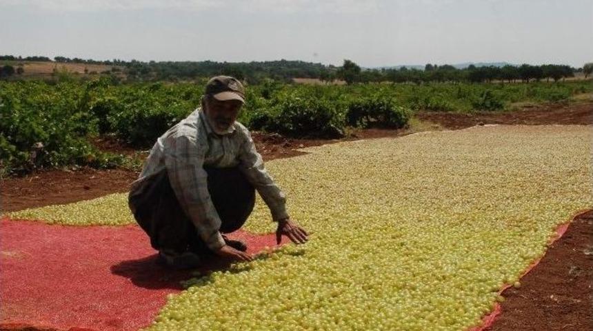 G&ouml;lbaşı İl&ccedil;esinde Bağ Bozumu Şenlikleri Başladı