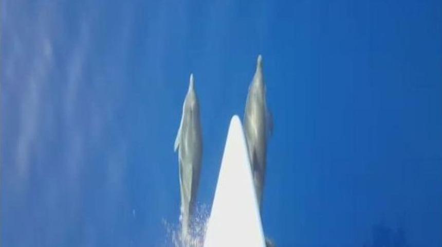 Ege&rsquo;de Yunusların Şovu Devam Ediyor