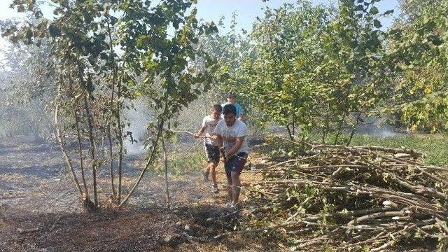 Alaplı’da Fındık Tarlası Yandı