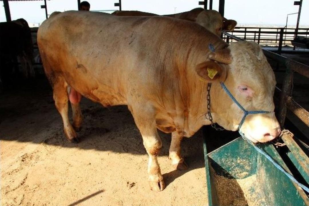 (&ouml;zel Haber) Şampiyonun Bonservisi 15 Bin Tl