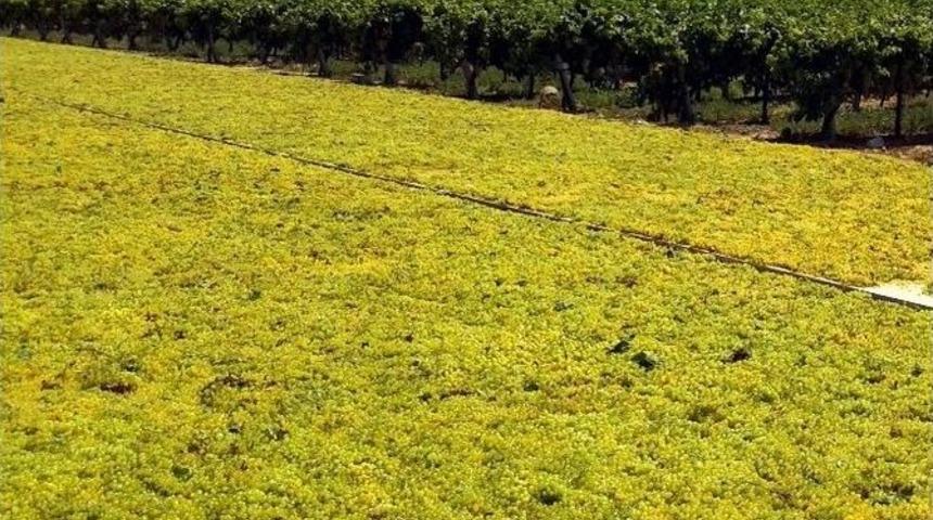 Kuru &Uuml;z&uuml;m İhracarında Rekor