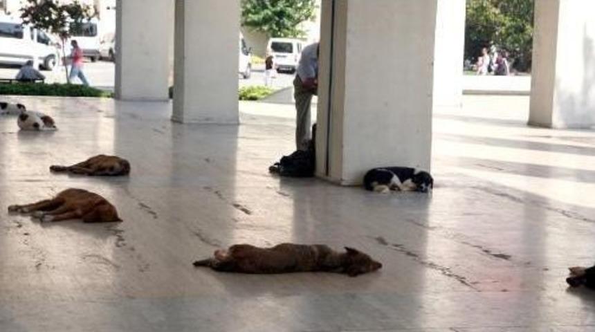 Street Dogs Of İzmir Enjoy Nap On Stone Ground Under Schorching Heat