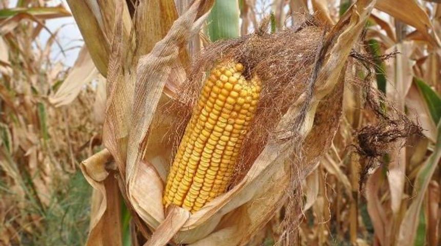 Tmo'nun Mısır Fiyatlarını Ge&ccedil; A&ccedil;ıklamasına Tepki