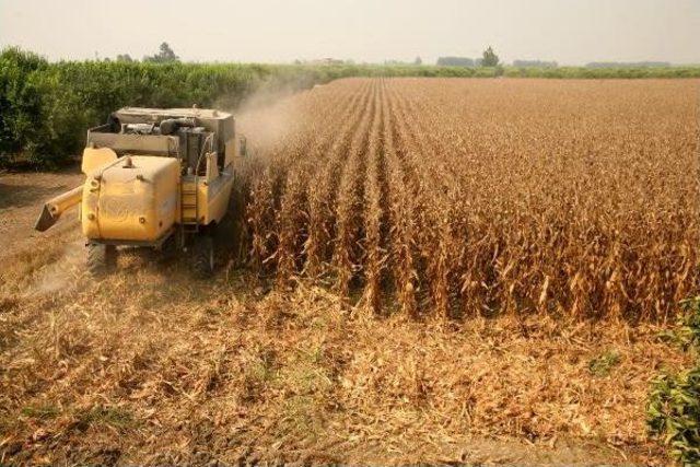 &Ccedil;ukurova da  beyaz Altın ın Yerini  sarı Inci  Aldı 2