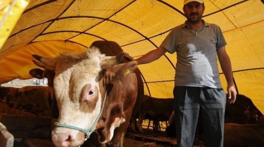 Pursaklar&rsquo;da Kurban Pazarı Hazır