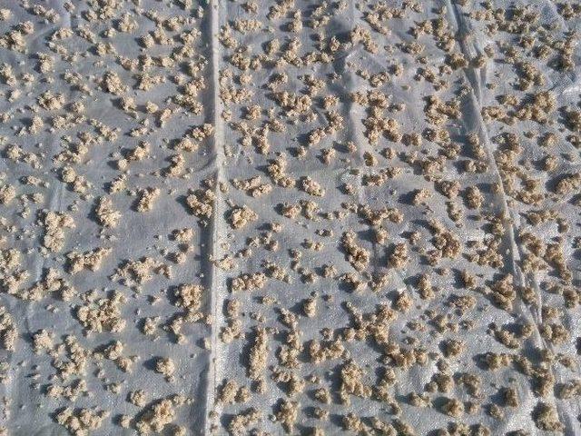 Kışlıklar Hazırlanıyor 3