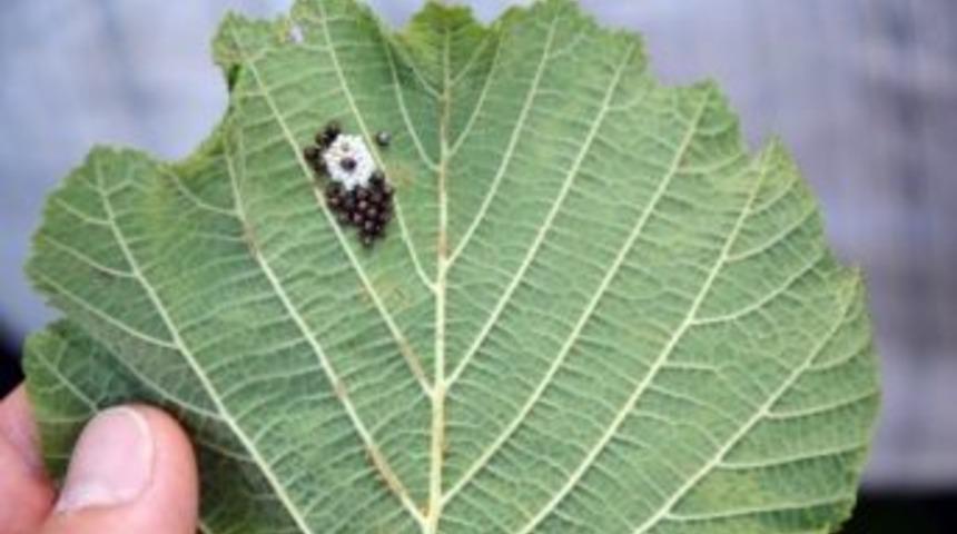 Fındıkta &lsquo;filiz G&uuml;vesi&rsquo; Uyarısı