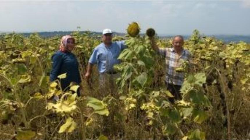 Y&uuml;zde 50 Hibeli Yem Bitkileri &Ccedil;ift&ccedil;ileri Memnun Etti
