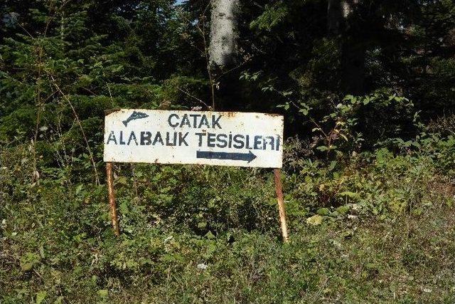 Çatak Alabalık Tesisleri Yeniden Faaliyete Geçti