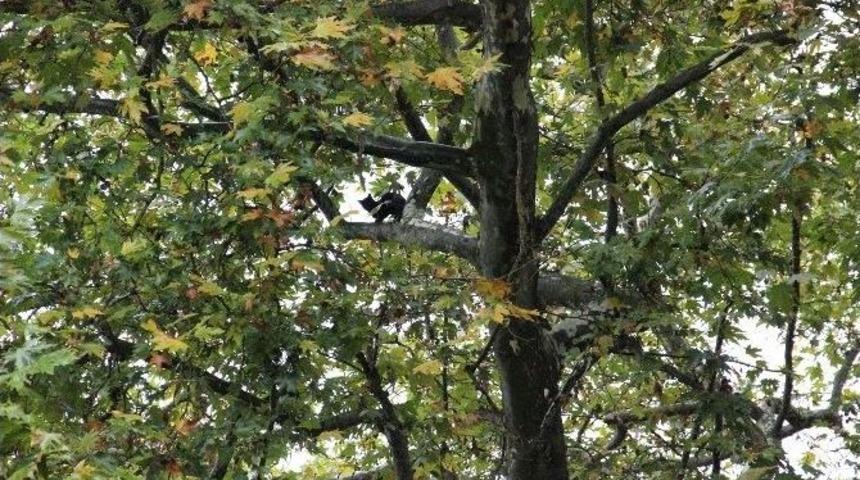 &Uuml;&ccedil; G&uuml;nd&uuml;r Ağa&ccedil;tan İnmeyen Kediyi İtfaiye De İndiremedi