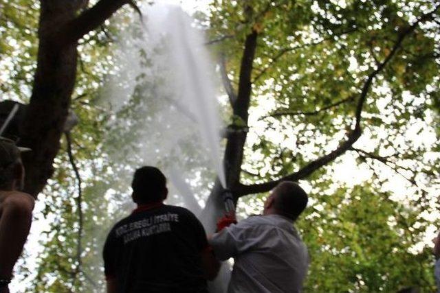 Üç Gündür Ağaçtan İnmeyen Kediyi İtfaiye De İndiremedi