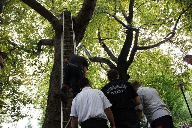 Üç Gündür Ağaçtan İnmeyen Kediyi İtfaiye De İndiremedi