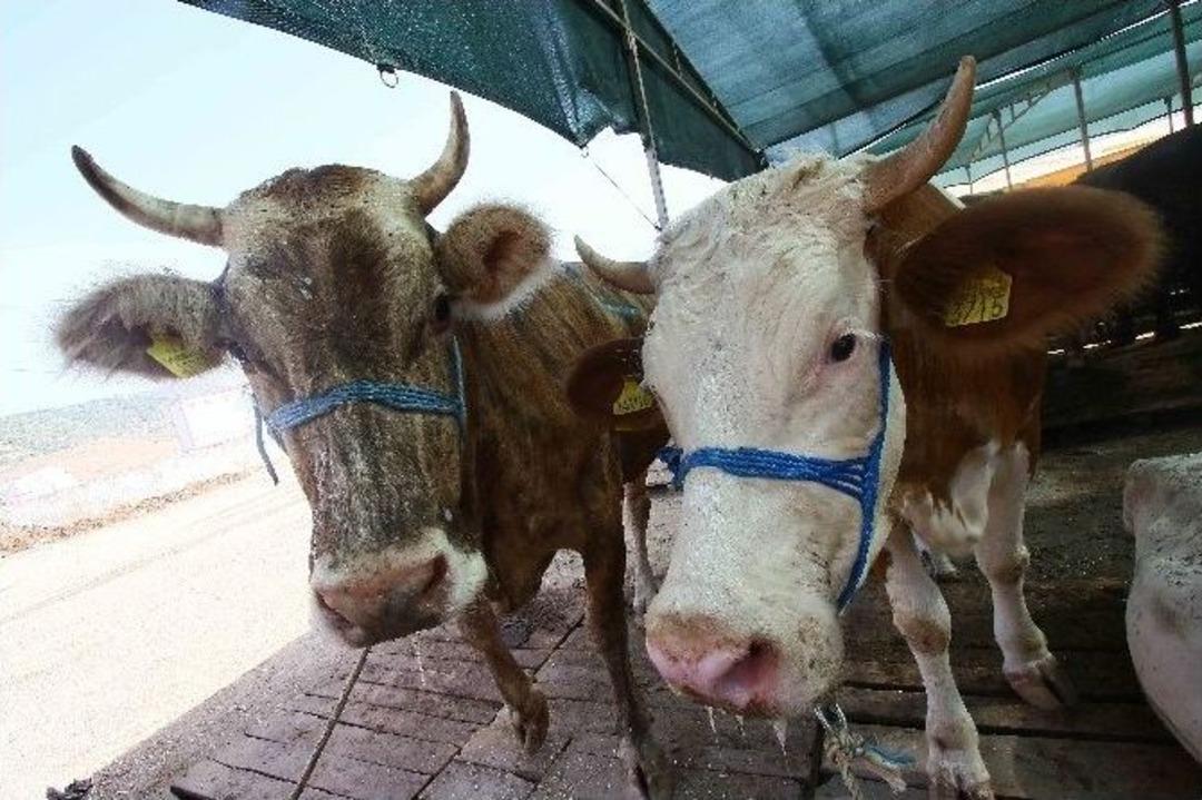 Bayraklı Kurban Bayramı&rsquo;na Hazır