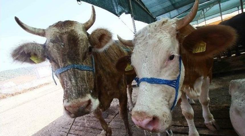 Bayraklı&rsquo;da Kurbanlık Alacaklara Broş&uuml;rl&uuml; Uyarı