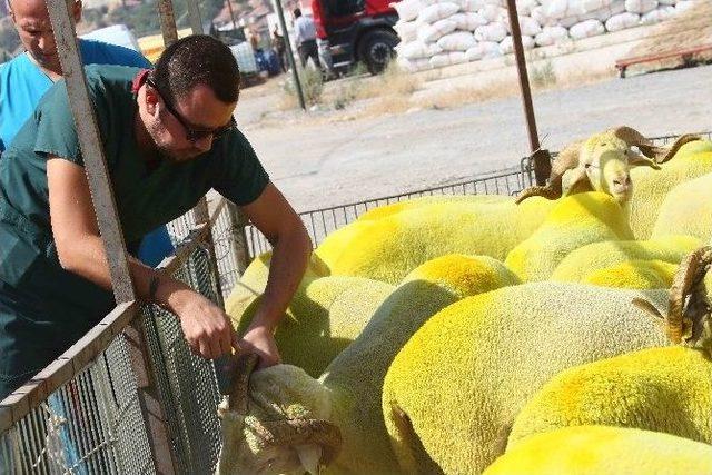 Bayraklı Kurban Bayramı’na Hazır