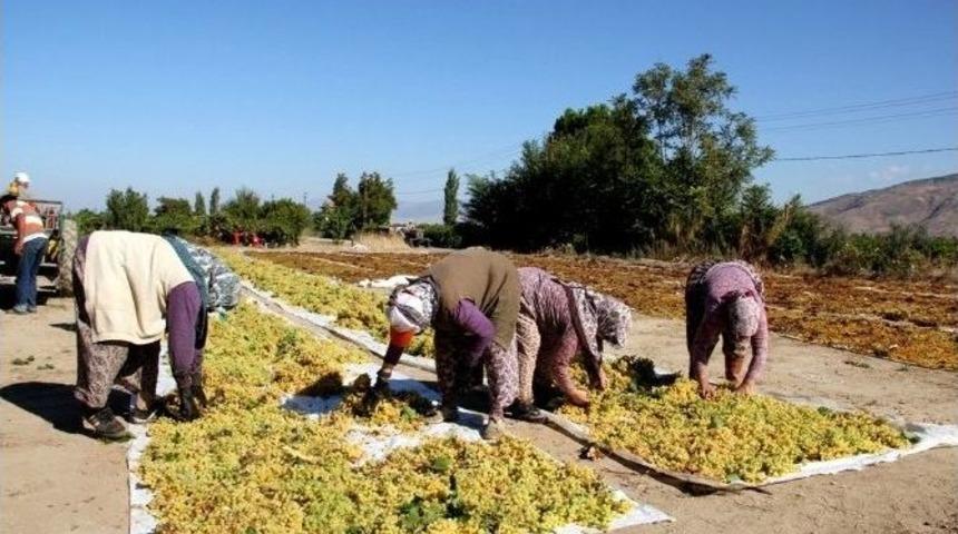 Kuru &Uuml;z&uuml;mler Gıda Kurullarına Uygun Kurutuluyor