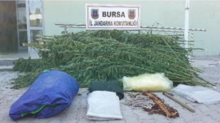 Hamakta Yatıp Kenevir Kurutan Zanlıları Jandarma Tekerlek İzinden Yakaladı