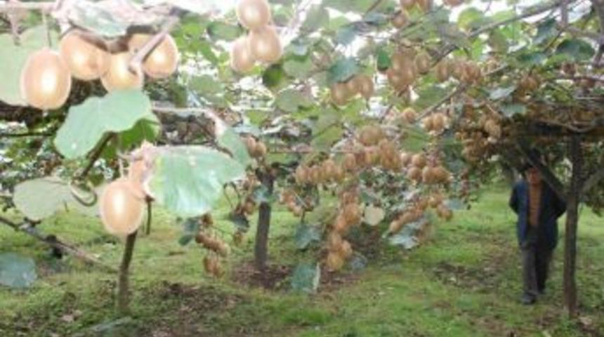 Ordu Kivide İddialı