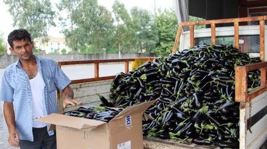 Patlıcan Rekora Koşuyor