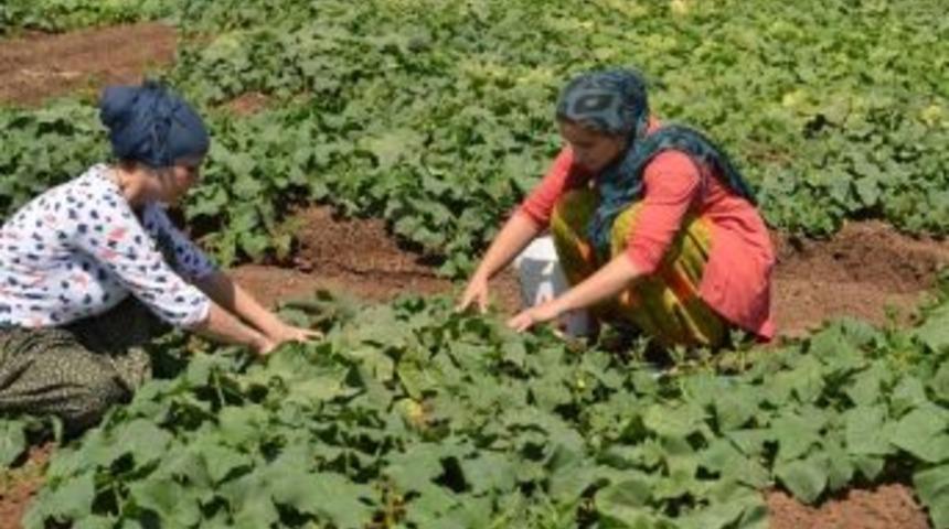 Kent Bostanı &Uuml;r&uuml;n Vermeye Başladı