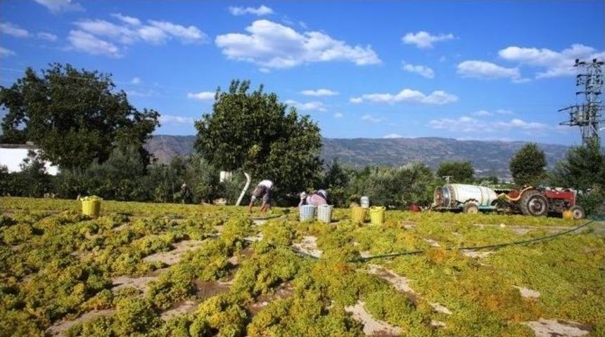 &rsquo;kuru &Uuml;z&uuml;m Mazotla Kurutuluyor&rsquo; A&ccedil;ıklamasına Tepki S&uuml;r&uuml;yor