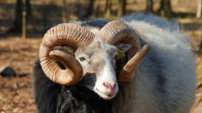 Acemi Kasaplar İ&ccedil;in Kurs A&ccedil;ılıyor