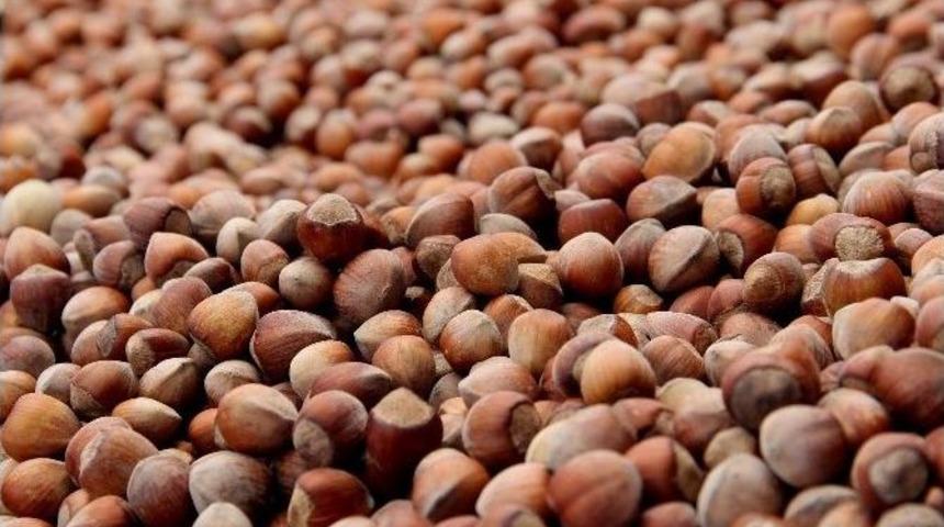 20 Sezonda 25.6 Milyar Dolarlık Fındık İhra&ccedil; Edildi