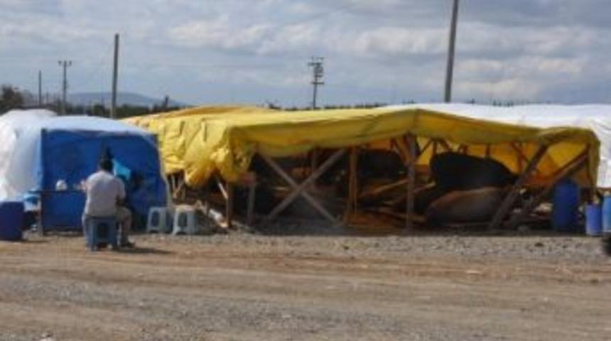 Dilovası Hayvan Pazarı Bayrama Hazır