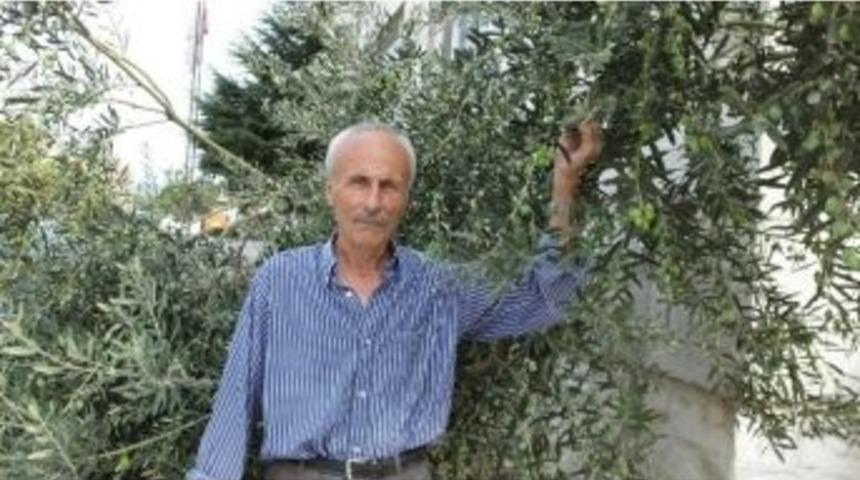 Burhaniye&rsquo;de Zeytin Altın Gibi