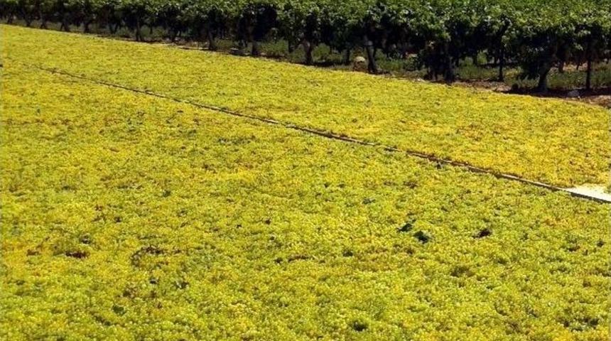 &Uuml;z&uuml;m Zeytinyağıyla Kurutuluyor