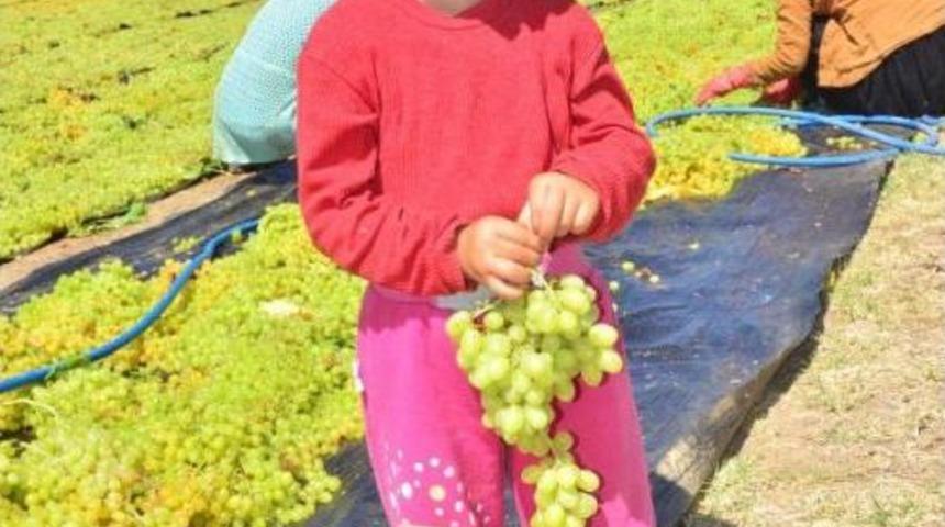 Fındığın, Kayısının Başına Gelen Bu Yıl Kuru &Uuml;z&uuml;mde Yaşanıyor