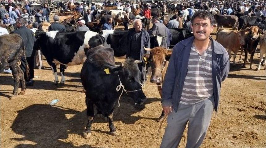 (özel Haber) Kurbanlık Hayvan Alırken Dikkat Edilmesi Gerekenler