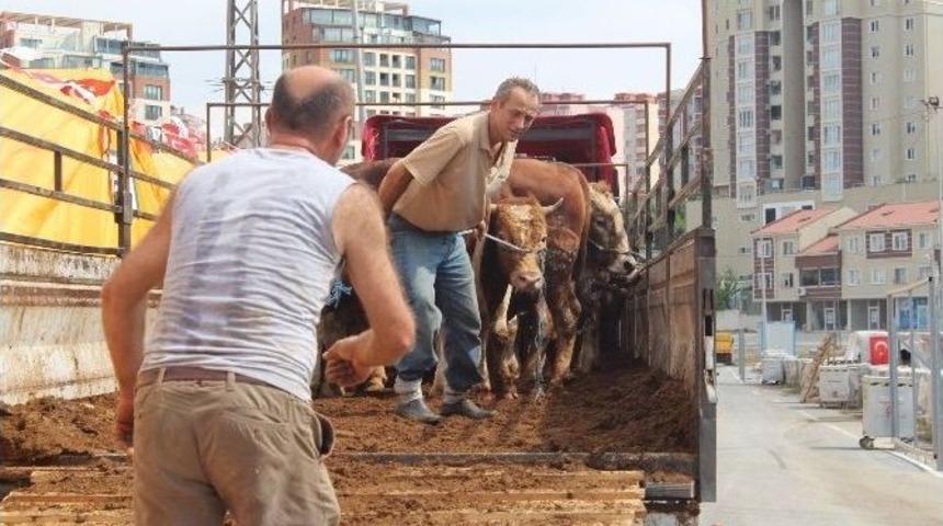 (&ouml;zel Haber) Kurbanlıklar Akıllı Teknoloji İle Satılacak