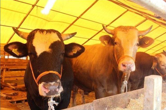 (&ouml;zel Haber) Kurbanlıklar Akıllı Teknoloji İle Satılacak 1