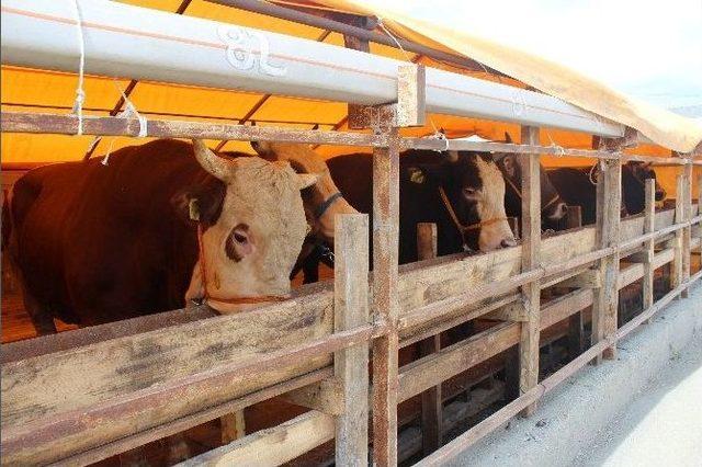 (&ouml;zel Haber) Kurbanlıklar Akıllı Teknoloji İle Satılacak 2